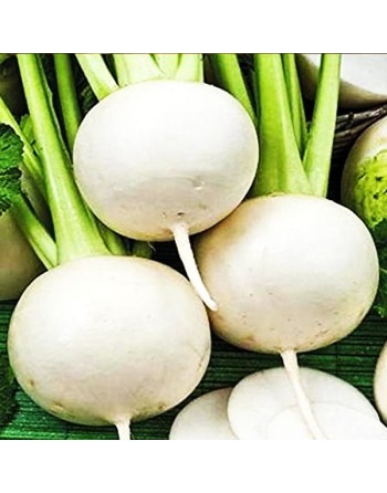 White Turnip, Rapa Palla Di Neve - [ Garden Seeds, Seed2Go.ca] - V-PDNT - Turnip