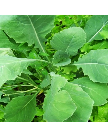 Green Turnip Leaf, Rapa Senza Testa, Rapini Headless Raab Turnip Leaf, Rapa da Foglia - [ Seed2Go.ca ] - [Seed Packets] - Turnip