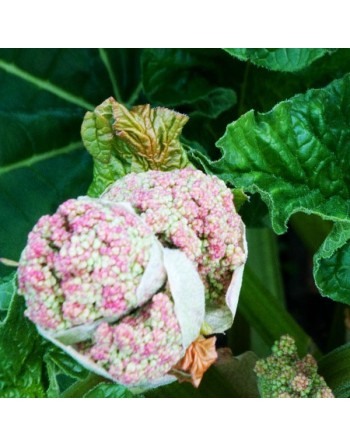 Rhubarb, Victoria, Create Homemade Pie, Rhubarb Seeds - [ Shop Canadian Seeds Online ]  - Rhubarb - 