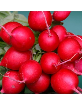 Cherry Belle Radish Seeds, Raphanus Sativus - [ Shop Canadian Seeds Online ]  - Radish - 