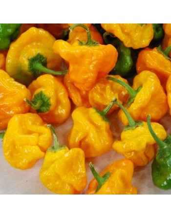 Yellow Scotch Bonnet Pepper, Extra Super Hot, Martinique Pepper, Jamaican Hot, Bahama Mama, Pepper Seeds - [ Seed2Go.ca ] - [See