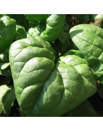 Winter Giant Spinach, Giant Winter Seeds - [ Shop Canadian Seeds Online ]  - Spinach - 