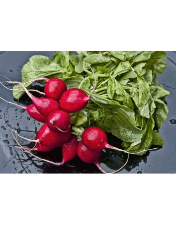 Cherry Belle Radish Seeds, Raphanus Sativus - [ Shop Canadian Seeds Online ]  - Radish - 