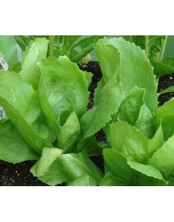 Broad-Leaved Batavian Endive, Full Heart Escarole - [ Seed2Go.ca ] - [Seed Packets] - Endive - 