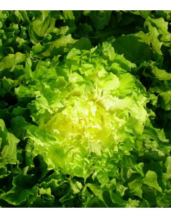 Endive Escarole, Indivia Scarola Cornetto Di Bordeaux, French - [ Garden Seeds, Seed2Go.ca] - V-ECB - Chicory Endive & Escarole