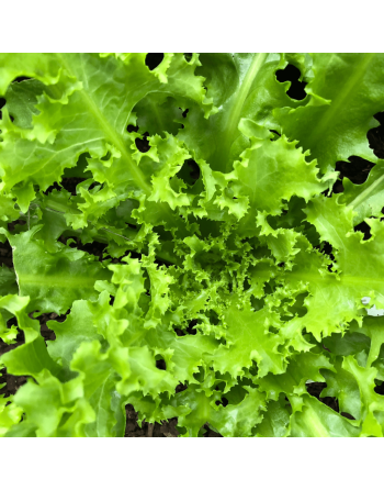 Green Curled Ruffec, Scarola, Endive - [ Seed2Go.ca ] - [Seed Packets] - Endive - 
