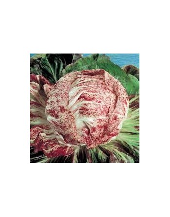 Radicchio, Variegata di Chioggia, Chicory - [ Shop Canadian Seeds Online ]  - Chicory - 