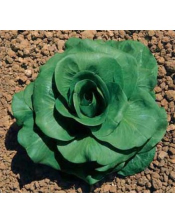 Grumolo Bionda, Green Chicory, Spring Chicory Seeds - [ Shop Canadian Seeds Online ]  - Chicory - 