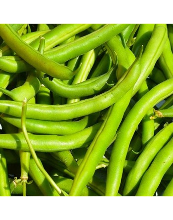 Green Bean, Stringless, Provider, Bush Bean, Organic - [ SEED2GO.CA] - V-GLPV - Bush Beans