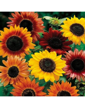Autumn Beauty Mix Sunflowers - [ Shop Canadian Seeds Online ]  - Flower Seed - 