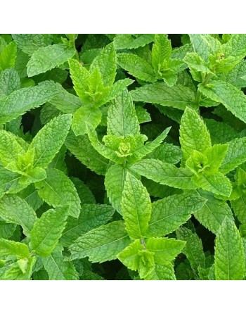 Peppermint Herb Seeds, Mentha x Piperata, The Best Mint, Hot Heat, Spreader - [ Seed2Go.ca ] - [Seed Packets] - Mint - 