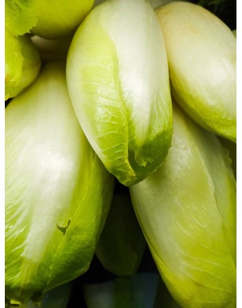French & Belgian Witloof Chicory, Endive Chicory, Witloof di Bruxelles Seeds - [ Seed2Go.ca ] - [Seed Packets] - Endive - 