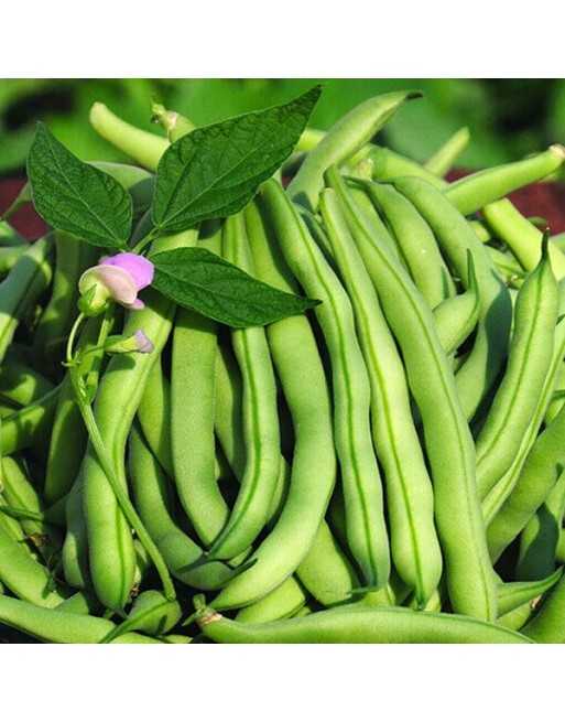 Tendergreen Bush Bean, Stringless Bean, Fagiolo, Bean Seeds - [ Seed2Go.ca ] - [Seed Packets] - Bush Beans - 