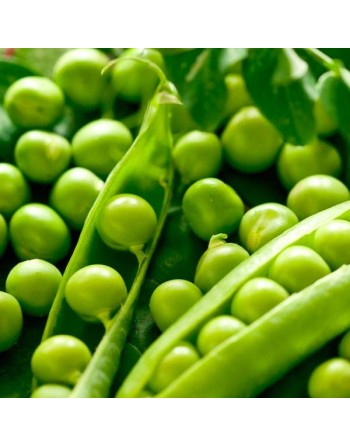Laxton's Progress No.9 Shelling Bush Pea, Pisello Nano, English - [ SEED2GO.CA] - V-PN9 - Bean/Pea