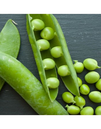 Stringless, Edible, Snow Pea, Southeast Asia - [ SEED2GO.CA] - V-SNP - Bean/Pea