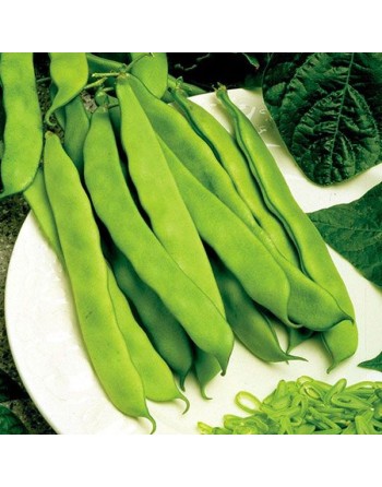 Roma 2 Nano Broad Mangiatutto, Roma II Nano, Bush Bean, Tuscany Italy - [ Garden Seeds, Seed2Go.ca] - VB-R2N - Bush Beans