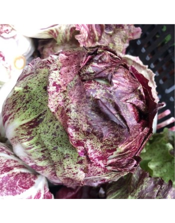 Castelfranco Chicory, Radicchio, Variegata di Castelfranco - [ Garden Seeds, Seed2Go.ca] - V-CC - Chicory Endive & Escarole