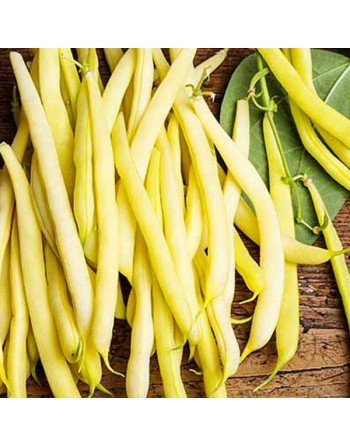 Yellow Golden Butterwax, White Seed, Dwarf Bush Bean, Stringless - [ Shop Canadian Seeds Online ]  - Bush Beans - 