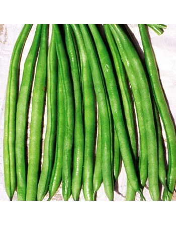 Blue Lake Rampicante Mangiatutto, White Seed, Pole Bean, Stringless - [ Garden Seeds, Seed2Go.ca] - VB-BLRM - Bean/Pea