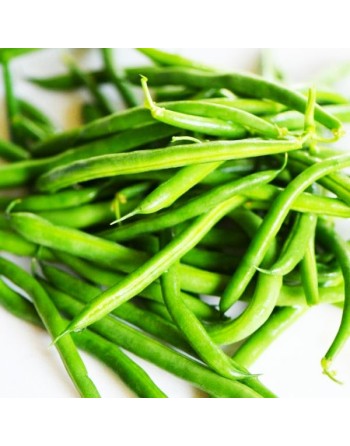 Blue Lake Nano Mangiatutto, White Seed, Bush Bean - [ Garden Seeds, Seed2Go.ca] - VB-BLN - Bush Beans