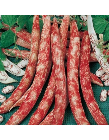 Drawf French Bush Bean Tongue of Fire Borlotto Lingua Di Fuoco Nano, Nano Da Sgnanare - [ Garden Seeds, Seed2Go.ca] - V-BORLOTTO