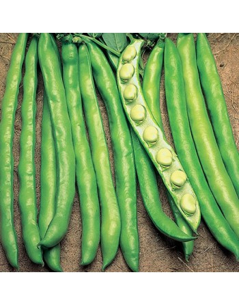 Histal Fava Bean, Broad Bean - [ Garden Seeds, Seed2Go.ca] - VB-FAVA - Bean/Pea
