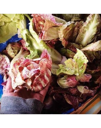 Italian Chicory Mix, Mix of Traditional Italian Salads, Chiogga, Sugar Loaf, Scirolo, Verona - [ Shop Canadian Seeds Online ]  -