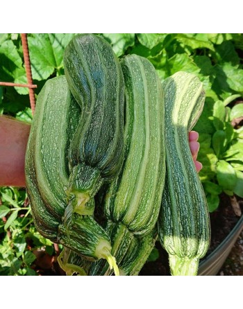 Costata Romanesco Zucchini, Italian Ribbed Zucchini - [ SEED2GO.CA] - V-ZRS - Zucchini