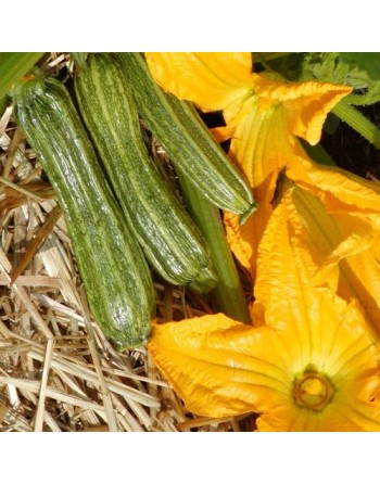 Costata Romanesco Zucchini, Italian Ribbed Zucchini - [ SEED2GO.CA] - V-ZRS - Zucchini