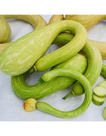 Trumpet Zucchini Seeds, Italian, Professional, Tromboncino Summer Squash - [ Shop Canadian Seeds Online ]  - Zucchini - 