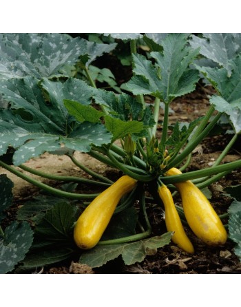 Golden Yellow Zucchini, Summer Squash, Golden Zucchini - [ Shop Canadian Seeds Online ]  - Zucchini - 