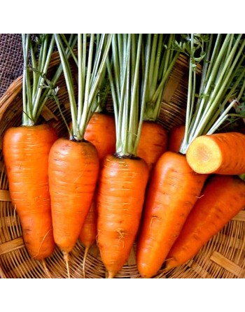 Chantenay Red Core Carrot, Red-Core Colored Carrot Seeds - [ Shop Canadian Seeds Online ]  - Carrot - 