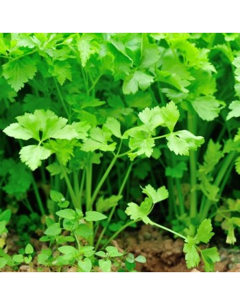 Chinese Celery, Kintsai Chinese Yellow Stem Celery, Boly, Cutting Celery, Nan Ling, Gin Cai, Kun Choy, Kan Tsoi - [ Seed2Go.ca ]