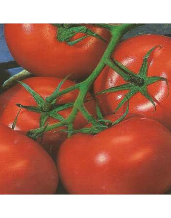 Ace 55VF Tomato, Pomodoro, Tomato Seeds - [ Shop Canadian Seeds Online ]  - Tomato Seeds - 