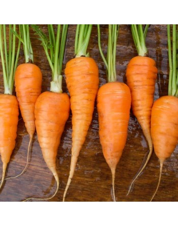 Chantenay Red Core Carrot, Red-Core Colored Carrot Seeds - [ Shop Canadian Seeds Online ]  - Carrot - 