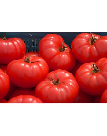 Beefsteak Tomato, Beef Tomato Seeds - [ Seed2Go.ca ] - [Seed Packets] - Tomato Seeds - 