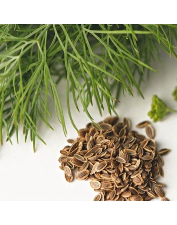 Garden Bag™, Black, Dill - [ Shop Canadian Seeds Online ]  - Seed2Go Vegetable & Herb Garden Bag™ - 