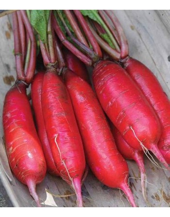 Long Scarlet Radish Seeds, Red Icicle Radish, Chinese - [ Shop Canadian Seeds Online ]  - Radish - 