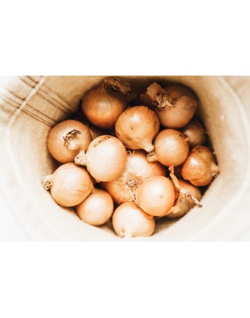 'Golden' Onion of Parma, Italy, Golden Yellow Onion Seeds - [ Shop Canadian Seeds Online ]  - Onion - 
