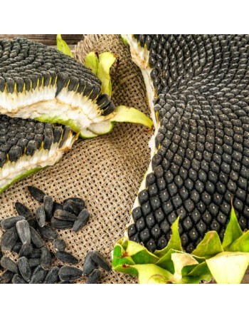 Garden Bag™, Black, Sunflower - [ Shop Canadian Seeds Online ]  - Seed2Go Vegetable & Herb Garden Bag™ - 
