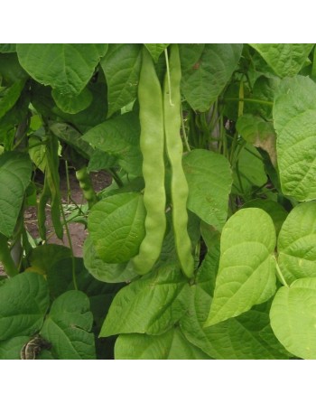 Walking Bean, Venice Marvel, Pole Bean, Climbing Bean, Meraviglia Di Venezia Grano Nero Rampicante Mangiatutto - [ Seed2Go.ca ] 