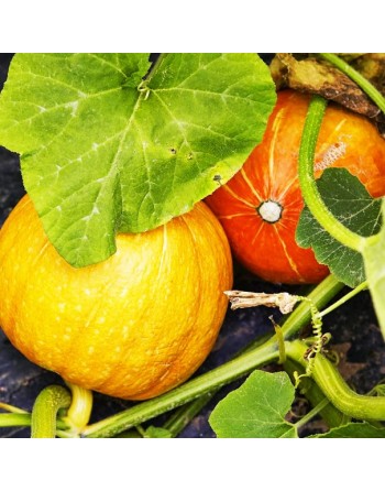Pumpkin, Gourd, Jack'O Lantern Seeds, Pepita - [ Shop Canadian Seeds Online ]  - Pumpkin - 