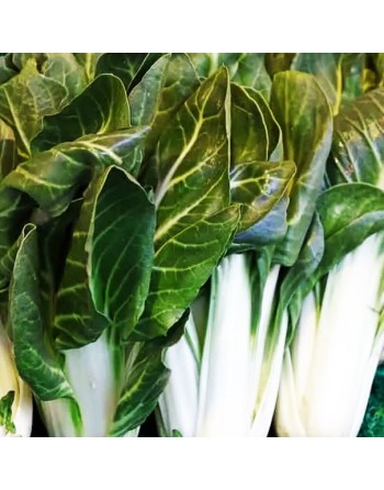 Pak Choy, Bok Choy, Chinese Cabbage Seeds - [ Shop Canadian Seeds Online ]  - Cabbage - 
