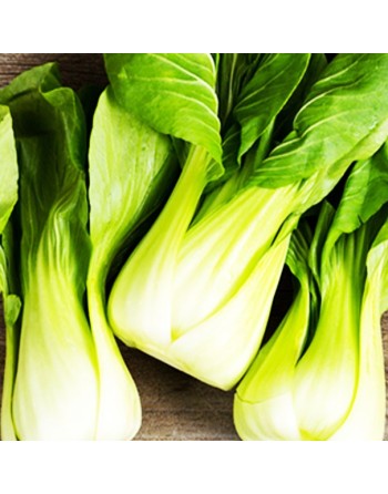 Pak Choy, Bok Choy, Chinese Cabbage Seeds - [ Shop Canadian Seeds Online ]  - Cabbage - 