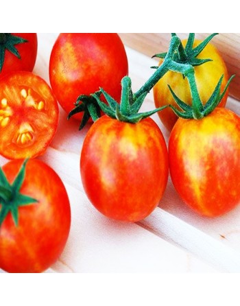 Isis Candy, Bi-Colour Cherry, Cherry Tomato Seeds, Sweet & Fruity - [ Seed2Go.ca ] - [Seed Packets] - Grape & Cherry Tomatoes - 
