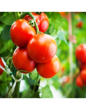 Marglobe Supreme Tomato Seeds, Classic Marvel & Globe - [ Shop Canadian Seeds Online ]  - Tomato Seeds - 