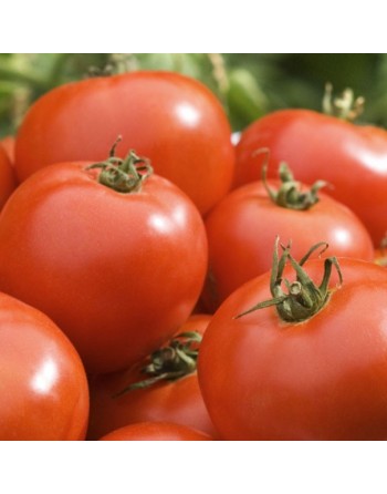Big Beef F1, Slicing Tomato, Italian Beefsteak Tomato Seeds - [ Seed2Go.ca ] - [Seed Packets] - Tomato Seeds - 