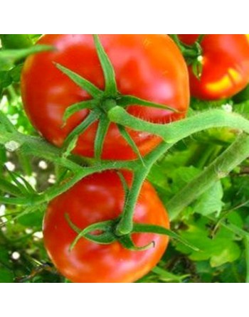 Big Beef F1, Slicing Tomato, Italian Beefsteak Tomato Seeds - [ Seed2Go.ca ] - [Seed Packets] - Tomato Seeds - 