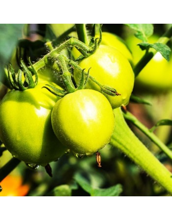 Celebrity Tomato, AAS Winner, Bush Type, Tomato Seeds - [ Seed2Go.ca ] - [Seed Packets] - Tomato Seeds - 
