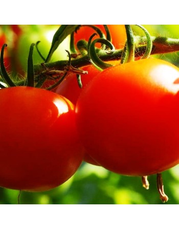Celebrity Tomato, AAS Winner, Bush Type, Tomato Seeds - [ Seed2Go.ca ] - [Seed Packets] - Tomato Seeds - 